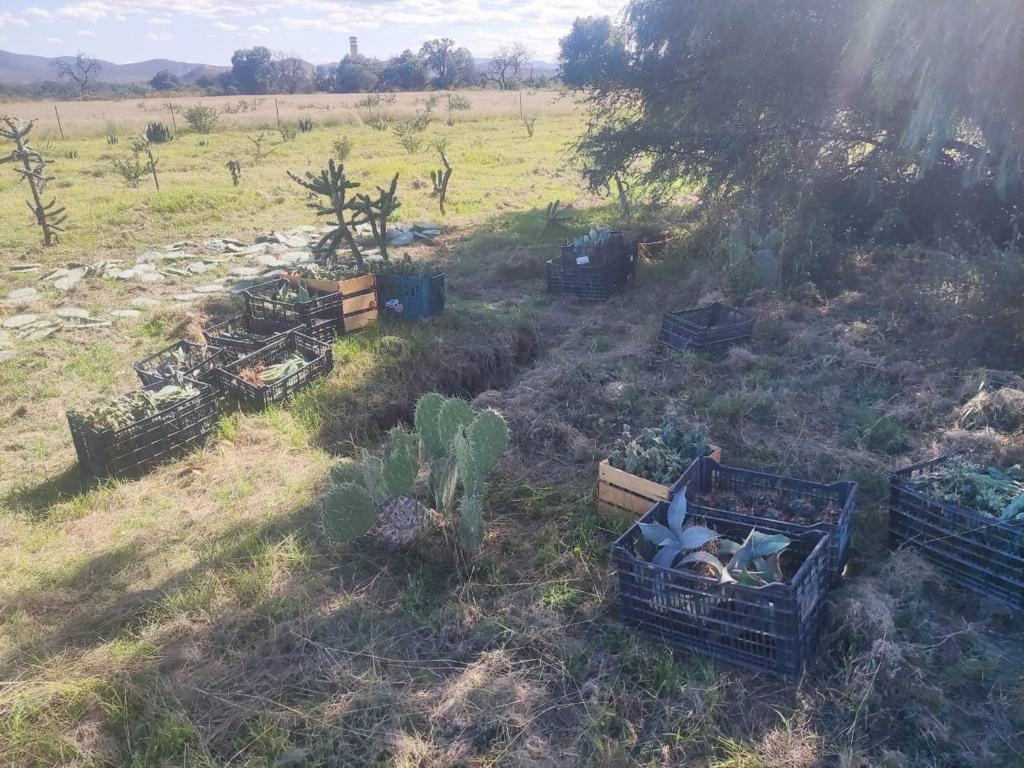 PRAMSEI - Proyectos: Programas de reforestación y reubicación